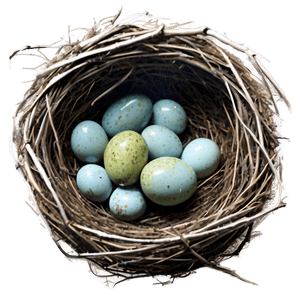 Watercolor Bird Nest PNG xfe72 PNG