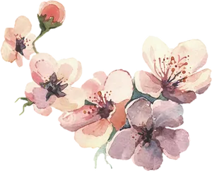 Watercolor_ Cherry_ Blossoms_ Artwork PNG Image