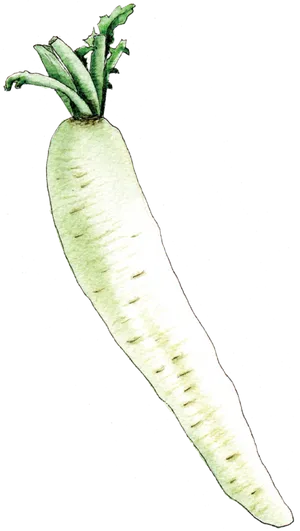 Watercolor Daikon Radish Illustration PNG Image