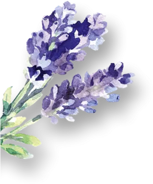 Watercolor English Lavender PNG Image