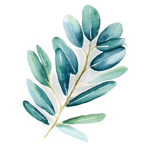 Watercolor Eucalyptus Leaves PNG 05242024 PNG