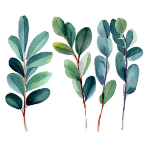 Watercolor Eucalyptus Leaves PNG 05242024 PNG