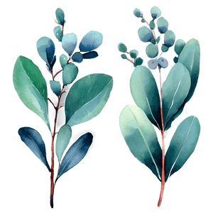 Watercolor Eucalyptus Leaves PNG 21 PNG