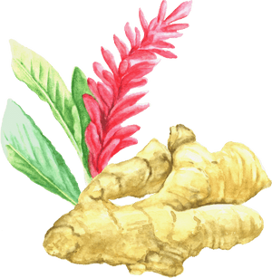 Watercolor Ginger Flower Illustration PNG with transparent background