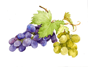 Watercolor Grape Vines Clipart, HD Png Download PNG image with transparent background