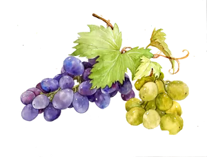 Watercolor Grapes Illustration PNG Image