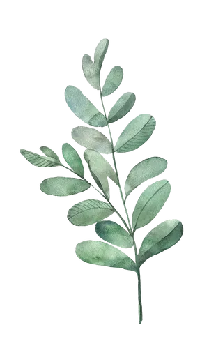 Watercolor Green Leaf Branch PNG Image