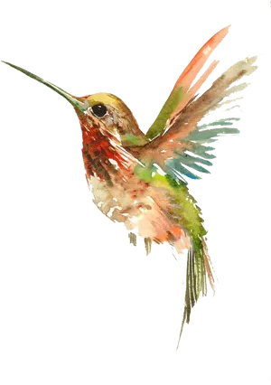 Watercolor Hummingbird Artwork PNG Image