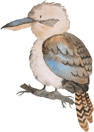 Hand-painted Colored Bird Transparent Animal Png - Free Australian Animal Cartoon PNG image with transparent background