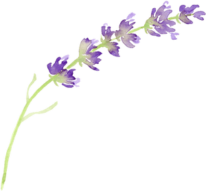 Watercolor Lavender Sprig PNG with transparent background