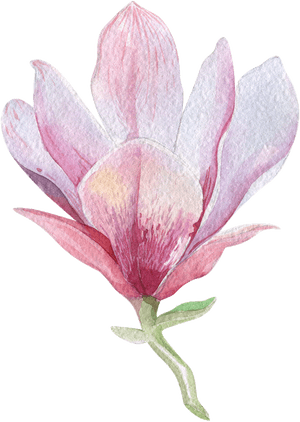 Clip Art Magnolia Watercolor - Magnolia Png, Transparent Png PNG image with transparent background