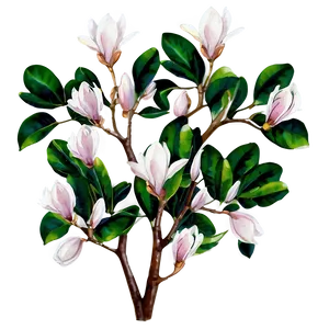 Watercolor Magnolia Tree Art Png 06212024 PNG Image