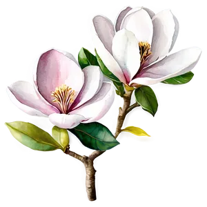 Watercolor Magnolia Tree Art Png 06212024 PNG Image