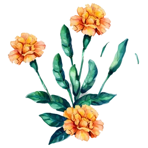 Watercolor Marigolds Art Png 06132024 PNG Image