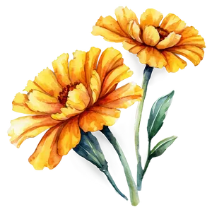 Watercolor Marigolds Art Png Vhm98 PNG Image