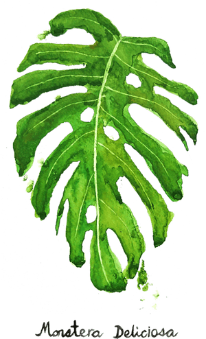 Watercolor Monstera Deliciosa Leaf PNG image with transparent background