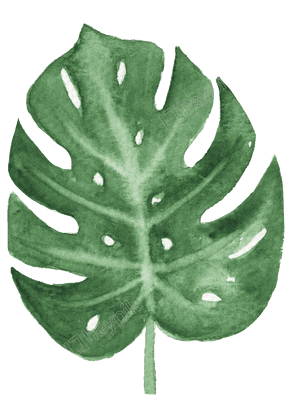 Watercolor Monstera Leaf Art PNG image with transparent background