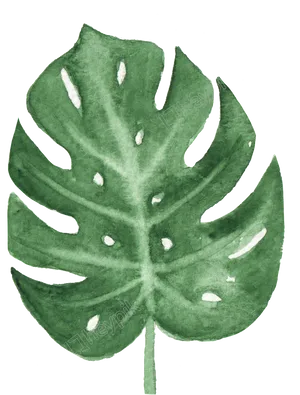 Watercolor Monstera Leaf Art PNG Image