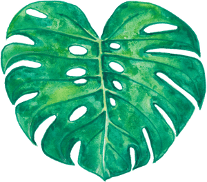 Watercolor Monstera Leaf Artwork PNG image with transparent background
