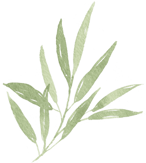 Transparent Transparent Leaf Png - Transparent Olive Leaves Png, Png Download PNG with transparent background