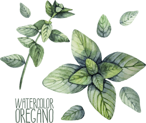 Transparent Mint Leaves Png - Herbs Watercolor Free, Png Download PNG with transparent background