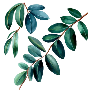 Watercolor Painted Eucalyptus Png Til57 PNG Image