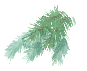 Transparent Pine Tree Branch Png - Watercolor Pine Branch Transparent, Png Download PNG image with transparent background