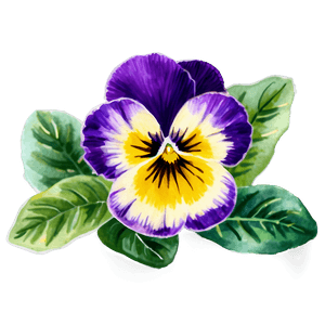 Watercolor Pansy PNG ije53 PNG image with transparent background