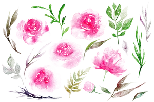 Watercolor Peony Floral Elements PNG Image