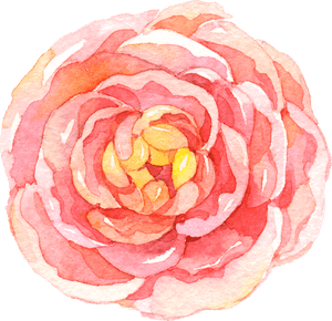 Transparent Japanese Flowers Png - Watercolor Camellia Flower Drawing, Png Download PNG image with transparent background