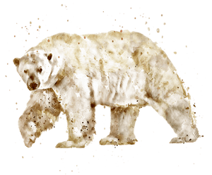 Clip Art Polar Bear Watercolor - Watercolor Bear Transparent Background, HD Png Download PNG image with transparent background