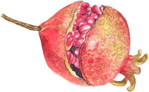 Pomegranate, Fruit, Watercolor, Food - Pitaya, HD Png Download PNG