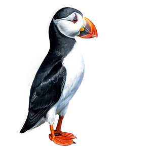 Watercolor Puffin Artwork Png 71 PNG Image