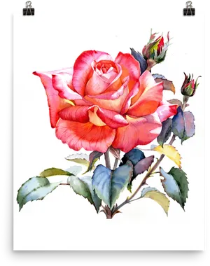 Watercolor Red Rose Artwork PNG Image