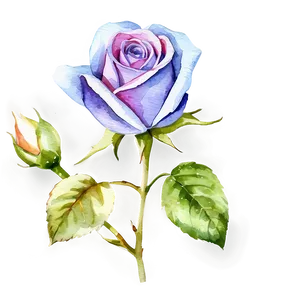 Watercolor Rose Clipart Png 30 PNG Image