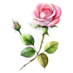 Watercolor Rose Clipart Png 8 PNG Image