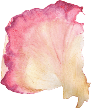 Rose Petal Painting, HD Png Download PNG image with transparent background