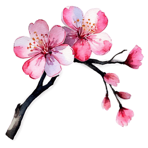 Watercolor Sakura Flower PNG 06202024 PNG