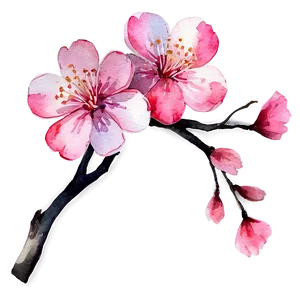 Watercolor Sakura Flower Png 06202024 PNG Image