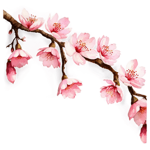 Watercolor Sakura Flower PNG mox PNG