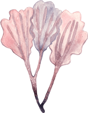 Seaweed Png Illustration, Transparent Png PNG image with transparent background