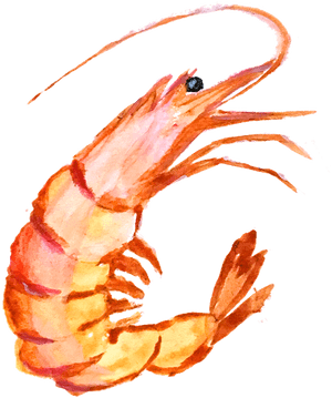Hand Painting 1957063 960 720 - Funny Shrimp Shirts, HD Png Download PNG with transparent background