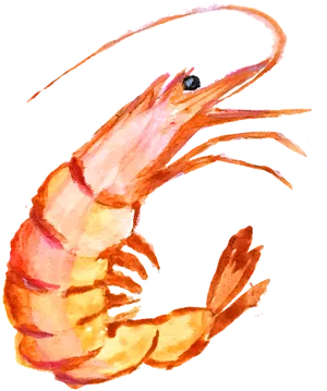 Watercolor Shrimp Illustration PNG Image