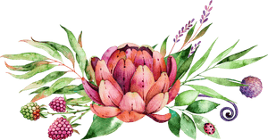 Jpg Library Painting Flower Succulent Plants Transprent - Protea Flower Clip Art, HD Png Download PNG image with transparent background