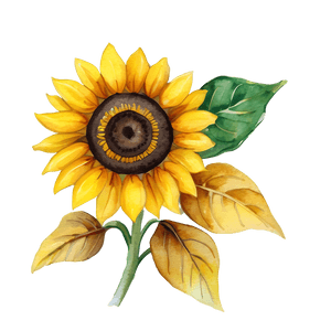 Watercolor Sunflower Illustration PNG 6 PNG