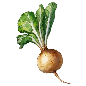 Watercolor Turnip Png 8 PNG Image