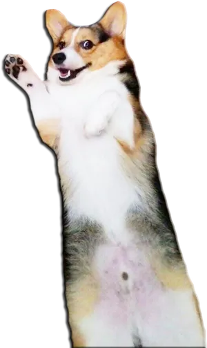 Waving Corgi Cutout.png PNG Image