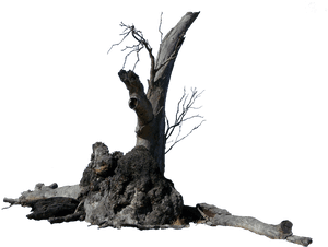Lightning Tree Precut By Stockopedia D4rvisp - Lightning Tree Png, Transparent Png PNG with transparent background
