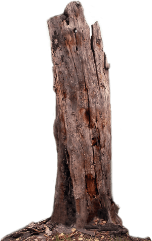 Tree Trunk Dead Tree Png Lubman - Transparent Background Tree Trunk Png, Png Download PNG image with transparent background