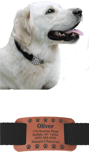 Website Left Side - Labrador Retriever, HD Png Download PNG image with transparent background